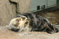 sea otter 
