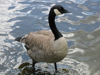brave new goose 