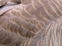 goose feather 