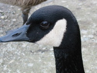 goose head 