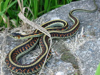 snake in burnaby lake 
