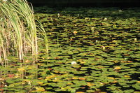 061009155439_pond_of_water_lily