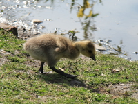 baby goose 