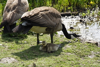 baby goose under the shadow of mommy goose 