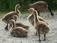 five baby geese in back light 