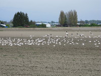snow geese farm 