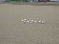 snow geese walking 