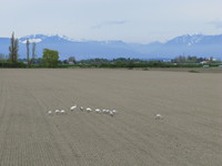 snow geese and snow mountain 