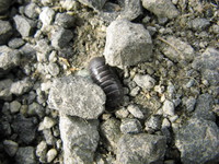 shell worm 