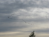 ranks of canadian geese 