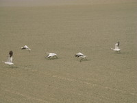 view--flying snow geese 
