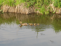 mallard duck family 