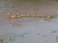 line of baby mallard ducklings 