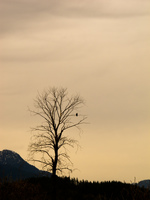 lost tree Abbotsford, British Columbia, Canada, North America