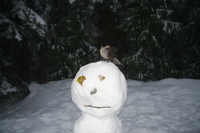 snowman and bird 