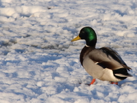 duck in snow 