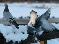 intense loving making of two pigeons 