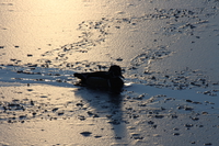 080127162456_duck_in_sunset