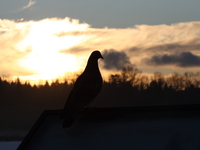 pigeon and sunset 