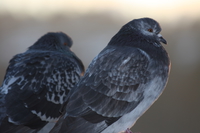 two pigeons 