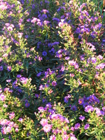 041002192020_purple_flowers