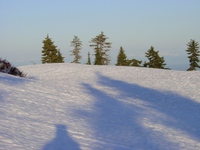 snow and shadow of trees 