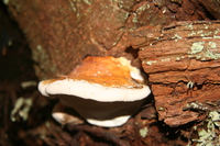 mushroom in lighthouse park 