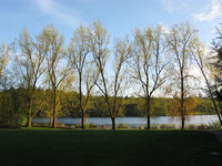 view--row of trees in deer lake 