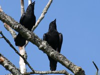 northwestern crows 