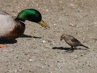 the mallard and the brown bird 