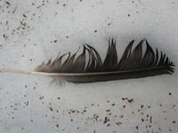 20080524171900_feather_of_an_eagle