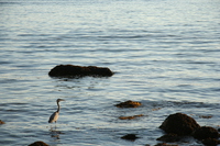 lonely sea bird 