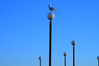 view--seagull and lamp posts 