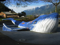 blue whale in horseshoebay 