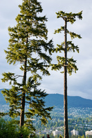 Stanley park twlight Vancouver,  British Columbia,  Canada, North America
