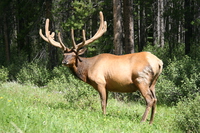 canadian moose 