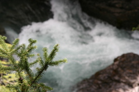 pine of canyon water 