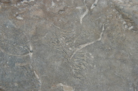 060619161929_fossils