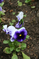 060620113444_purple_flower
