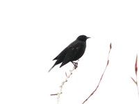 black bird 