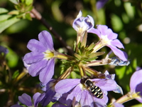 honey bee dancing on purple flower 