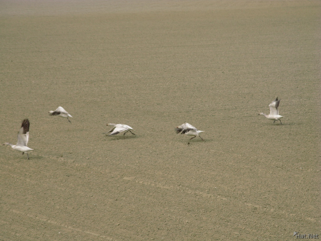 view--flying snow geese
