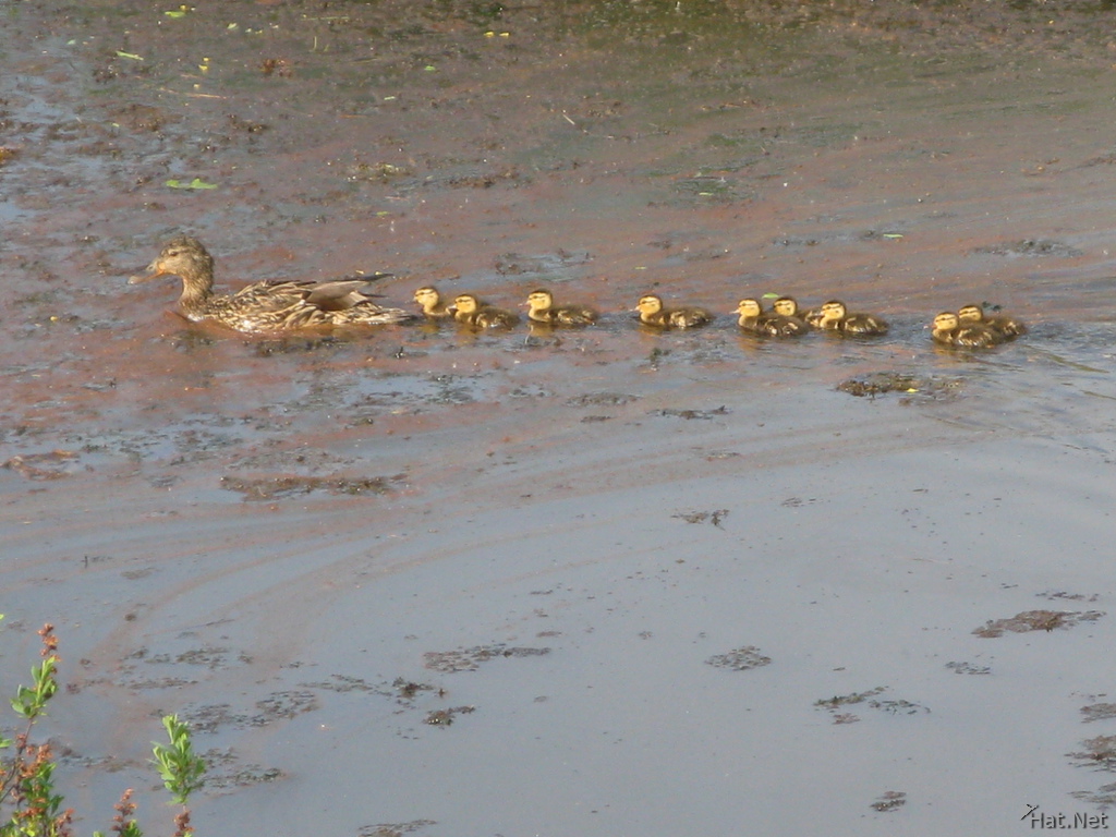 line of baby mallard ducklings