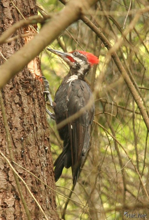 red crested wood pecker in lighthouse park